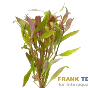 Ausverkauf Kleines Papageienblatt, Alternanthera reineckii, Bund